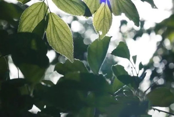 尋找百名困境兒童，聆聽童音，護苗成長